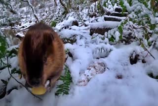 Watch: Snow keeps Oregon Zoo beavers busy
