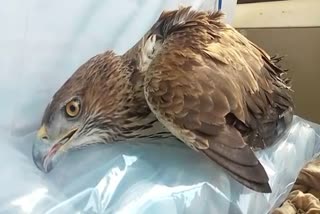 Eagle found in injured condition in Barmer