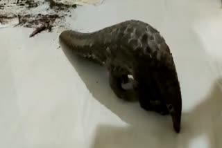 pangolin rescued during illegal deal in kandhamal