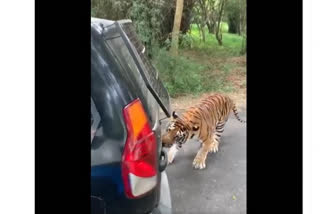 Tiger pulls SUV full of tourists