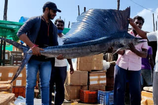 Nemali konam fish entangled to fishermen at Antarvedi beach in east godavari