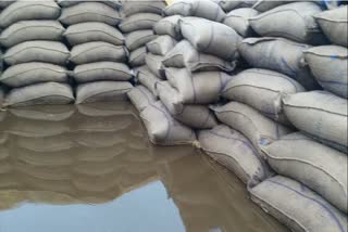 rain soakinga thousands of quintals of paddy