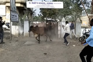 there was a scuffle between the herdsman and the police on their way to rescue stray cows In Vadodara