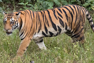 23 tiger died in 7 months