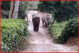 গোলাঘাটত বন্যহস্তীৰ আক্ৰমণত প্ৰাণ গ'ল এজন লোকৰ