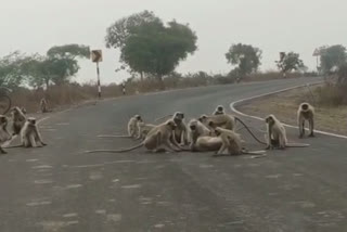माकडाचा जीव वाचविण्यासाठी माकडांनी केलं तासभर रस्ता रोको