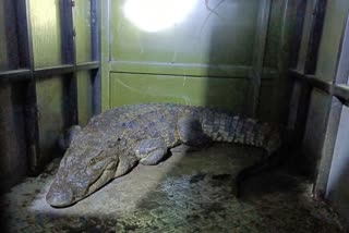 Crocodile Rescued In Nagpur