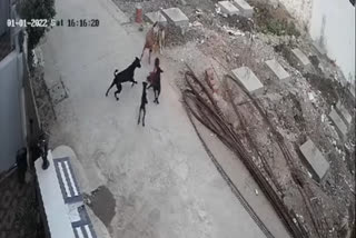 Bhopal Girl Attacked by Street Dogs live video