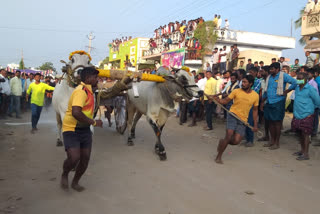 బోయినవారిపాలెంలో రాష్ట్రస్థాయి ఒంగోలు జాతి ఎడ్ల పోటీలు