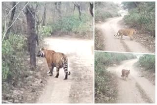 Sariska Tiger Reserve