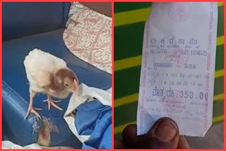 Ticket for baby chick