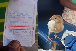 KSRTC Bus conductor charged Rs 50 ticket for baby chick, 50 Rupees Ticket for 10 Rupees Baby Chicken, Karnataka Shivmooga District Chicken Ticket, கர்நாடகாவில் கோழிக்குஞ்சுக்கு அரை டிக்கெட், கர்நாடகா சிவமூகா மாவட்டம்