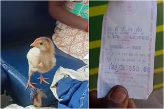 KSRTC Bus conductor charged Rs. 52 ticket for baby chick  baby chick bus charge karnataka  പത്ത് രൂപക്ക് വാങ്ങിയ കോഴിക്കുഞ്ഞിന് ബസ്‌ ചാർജ് 52 രൂപ  കോഴിക്കുഞ്ഞിനും ബസ്‌ ചാർജ്