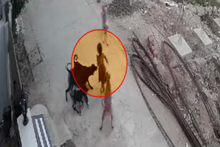 Horrific! Four year old girl mauled by stray dogs in Bhopal  ഭോപ്പാലില്‍ നാല് വയസുകാരിയെ തെരിവ് നായ്‌ക്കള്‍ ആക്രമിച്ചു  തെരിവ് നായ്‌ക്കളുടെ ആക്രമണത്തില്‍ നാല് വയസുകാരിക്ക് പരിക്ക്