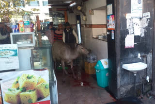 sambar entered into sweets shop in Haridwar