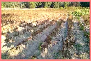 drought-situation-in-bihpuria-farmer-appeals-for-help-to-agriculture-department