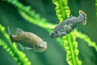 Mexican fish extinct, Mexican fish reintroduced, Mexican fish extinct in wild successfully reintroduced, Mexican fish news, ಅಳವಿನಂಚಿನಲ್ಲಿದ್ದ ಮೆಕ್ಸಿಕನ್​ ಸುದ್ದಿ, ಮೆಕ್ಸಿಕನ್ ಮೀನು ಮತ್ತೆ ವೃದ್ಧ, ಕಾಡಿನಲ್ಲಿ ಅಳವಿನಂಚಿನಲ್ಲಿದ್ದ ಮೀನ ಸಂತತಿ ವೃದ್ಧಿ, ಮೆಕ್ಸಿಕನ್​​ ಮೀನು ಸುದ್ದಿ, ​