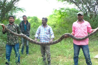 12 feet python caught when try to swallow a lamb