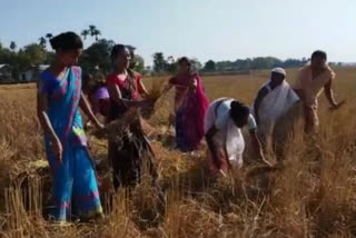 bhogali bihu