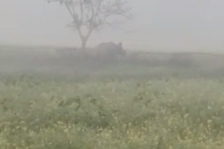 Free roaming of Rhino in Majuli