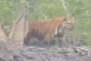 Tiger Return to Forest