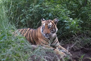 Tigress Sultana chase tourist jeep  Tigress Sultana in Ranthambore National Park  Ranthambore National Park jungle safari  രണ്‍ഥംഭോര്‍ നാഷണല്‍ പാര്‍ക്കിൽ ടൂറിസ്റ്റുകളുടെ വാഹനം പിന്തുടർന്ന് സുൽത്താന  രണ്‍ഥംഭോര്‍ നാഷണല്‍ പാര്‍ക്ക്  വീണ്ടും സുൽത്താനയുടെ ആക്രമണം