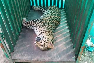 Leopard killed in Pohra forest