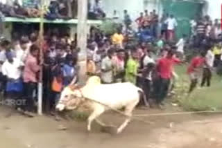 TN Woman attacked by Jallikattu bull