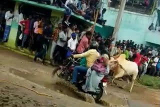 Woman hit by bull