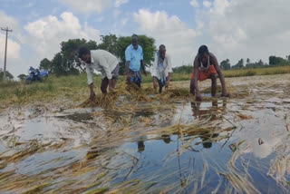 திருவள்ளூர் மாவட்டத்தில் காலம் தவறி பெய்த தீடீர் கனமழையால் நிலத்திலேயே மடிந்து வீணாகிபோன சம்பா சாகுபடி நெற்கதிர்கள்