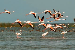 migratory birds count starts at chilika lake on january 4th