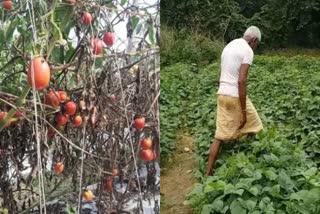 vegetable crop