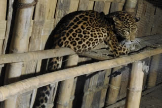 Leopard menace at Shipajhar