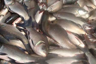 government taking Telangana Fish Brand in to market