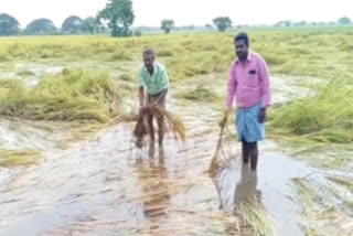 groundnut cultivation