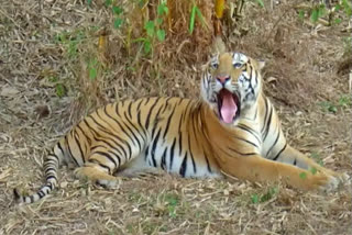 Video of tigress Ridhi in prohibited area of Ranthambore National Park goes viral
