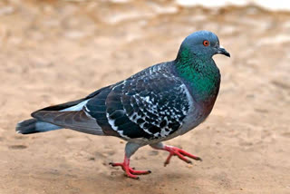 suspicious pigeon caught with VHA Vizag 1974 tag