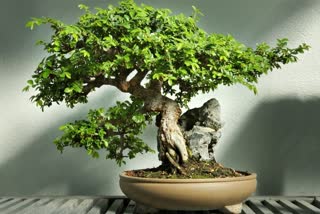 Bonsai to enhance beauty of the garden, which bonsai plants can be grown easily, low maintenance bonsai plants, बगीचे की सुंदरता को बढ़ा सकते हैं ये बोनसाई