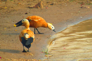 Chakva Chakvi Reaches Dholpur From Ladakh