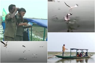 bird census at chilika lake odisha