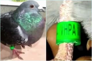 Once again a suspicious pigeon caught at Kendrapara with VHA Vizag 1974 tag