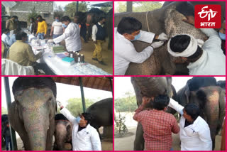 medical camp for elephants