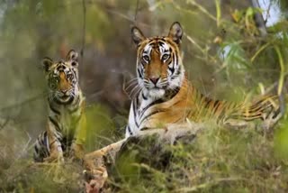 protect tiger in danger