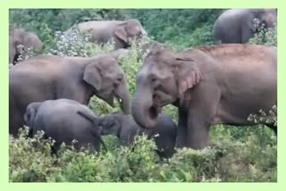 multiple-elephant-attack-incident-in-golaghat-killed-4-person-in-first-week-of-new-year