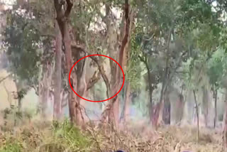 tiger climbs tree for hunting ape