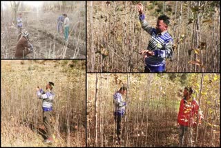 apple orchards in Chamba