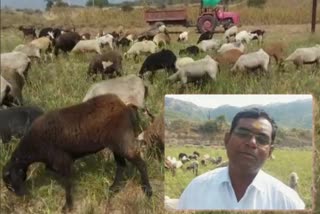 Farmer Left Sheep in Onion Farm