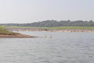 Health Monitoring in Ranthambore Chambal Gharial