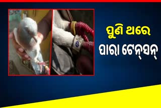 another suspicious pigeon rescued from puri malatipatapur with Chinese tag