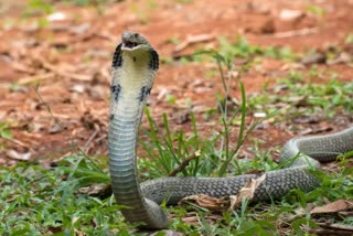 cobra in toilet